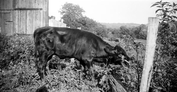 c. 1935 - Beaufort, MO